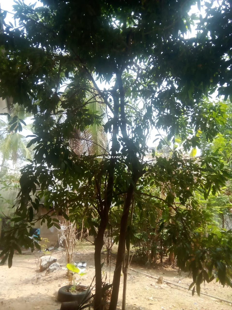 Mango Tree