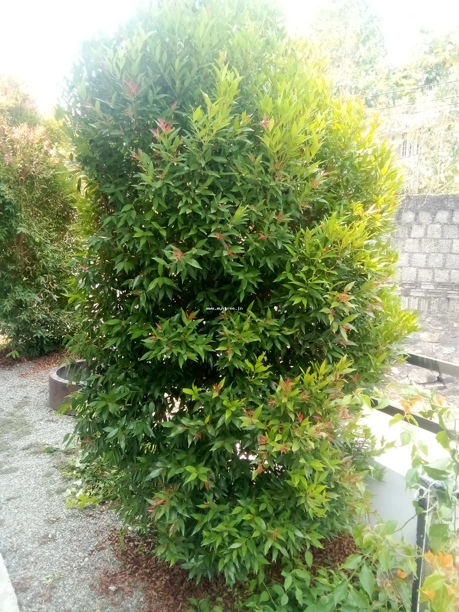 Rose Apple