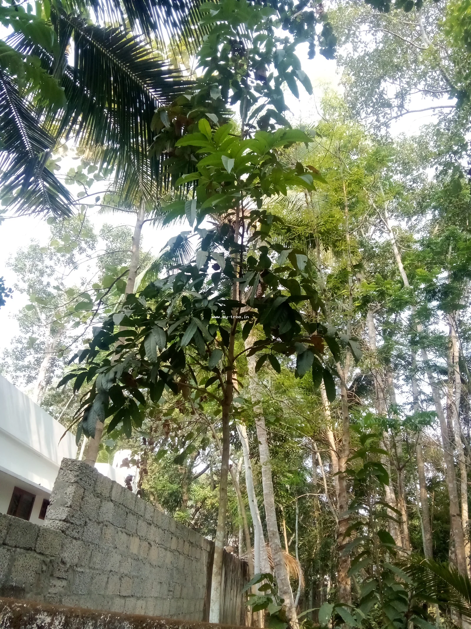 Big-leaf Mahogany