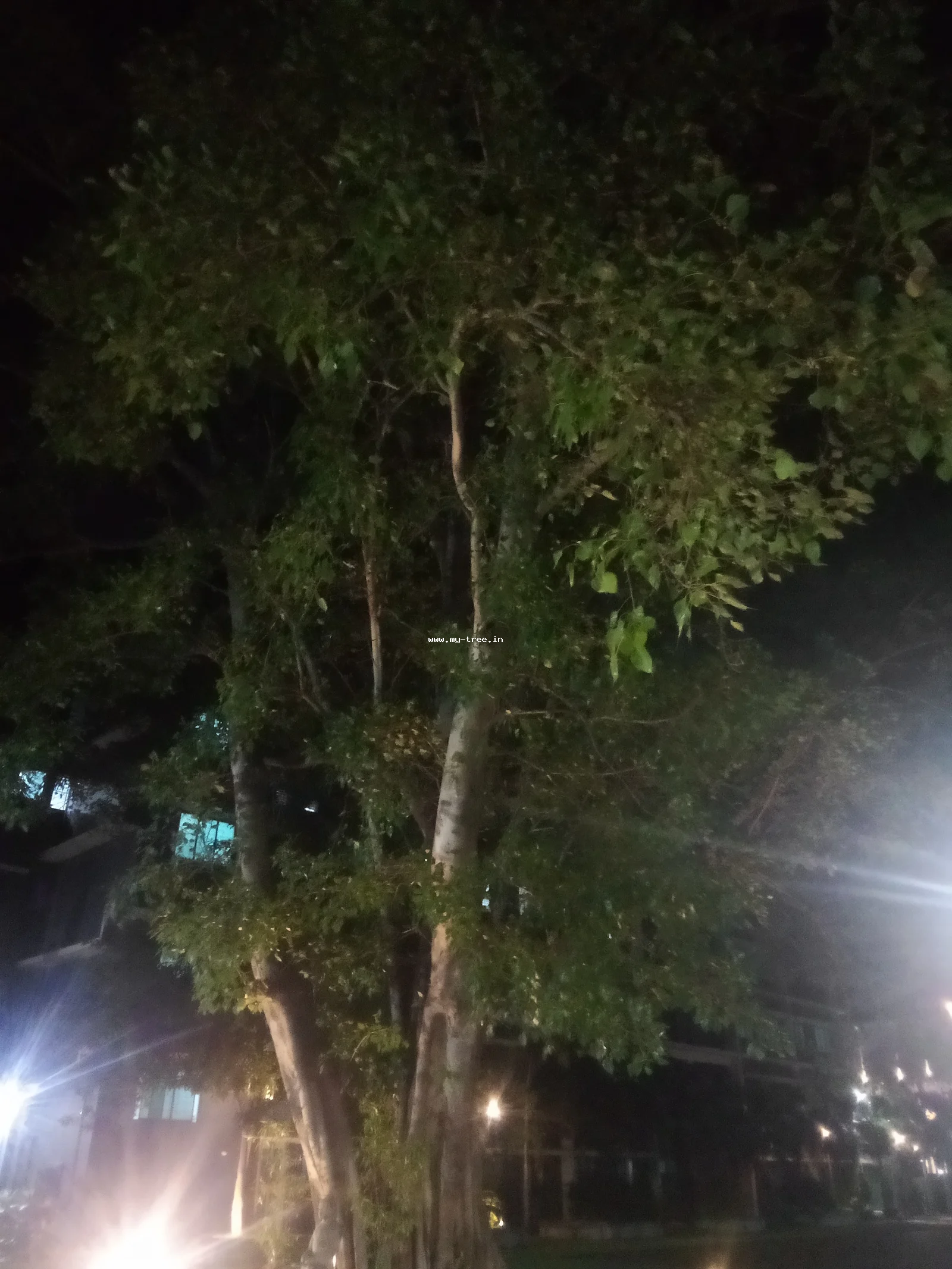 Banyan tree