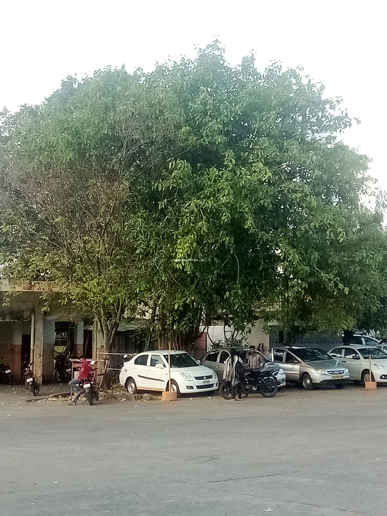 Banyan tree