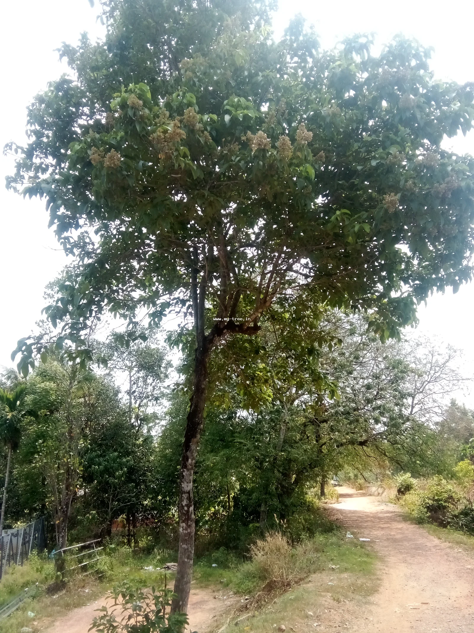 Leichhardt Tree