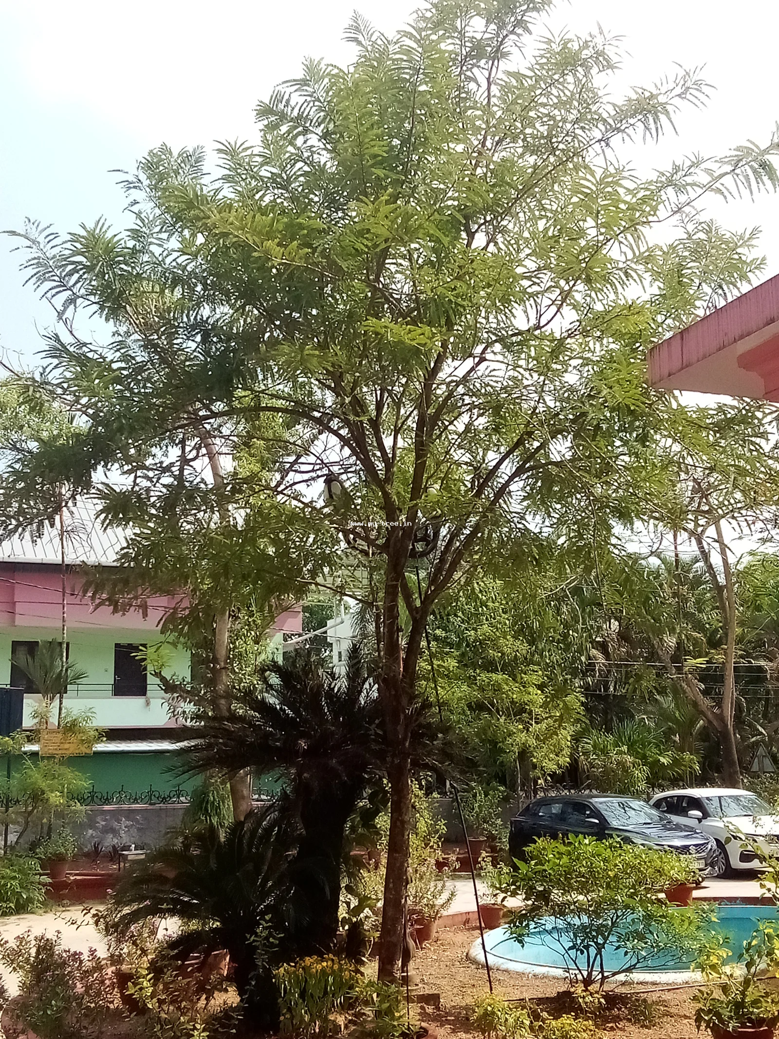 Amla