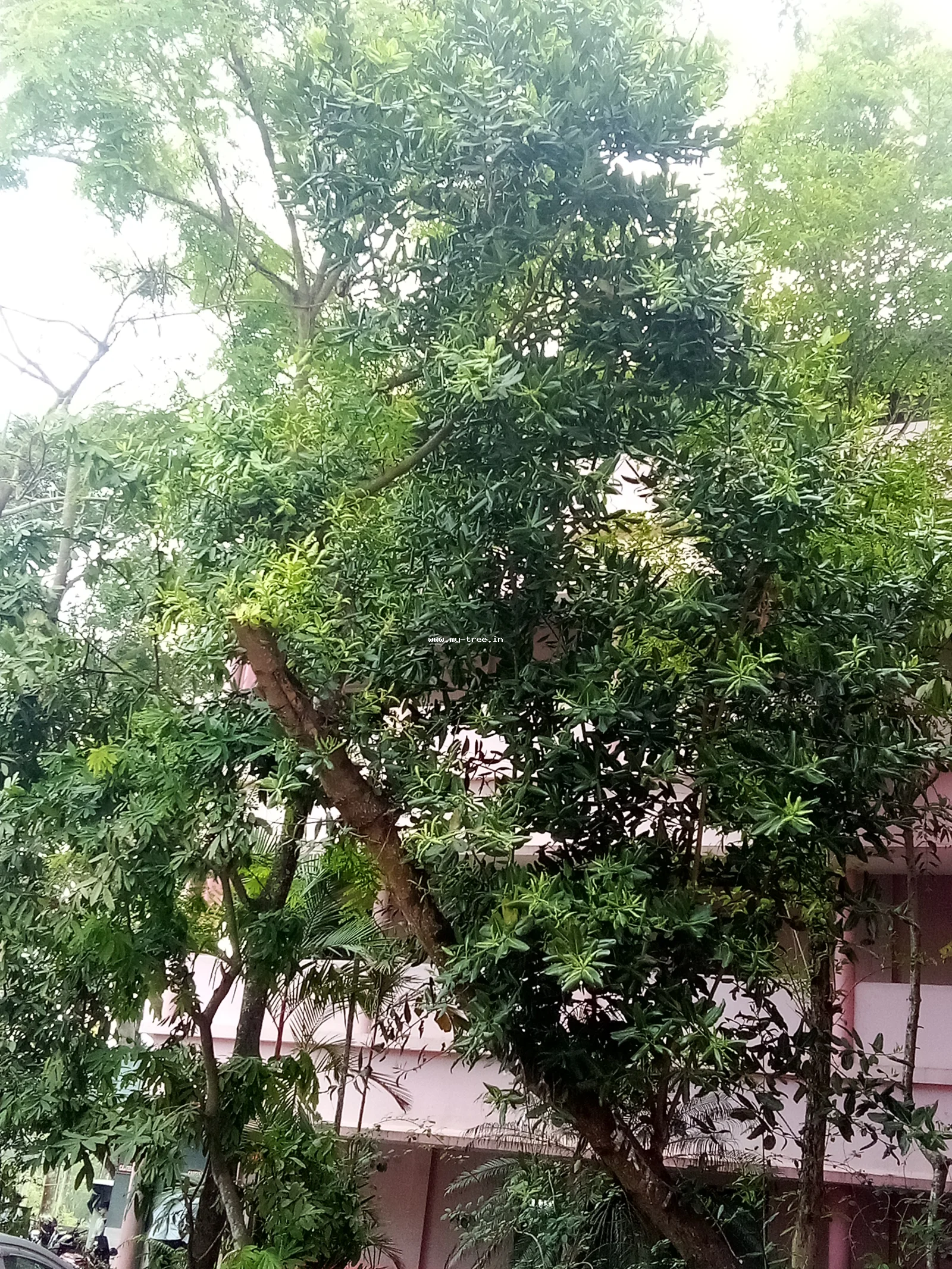 Brazilian Calophyllum