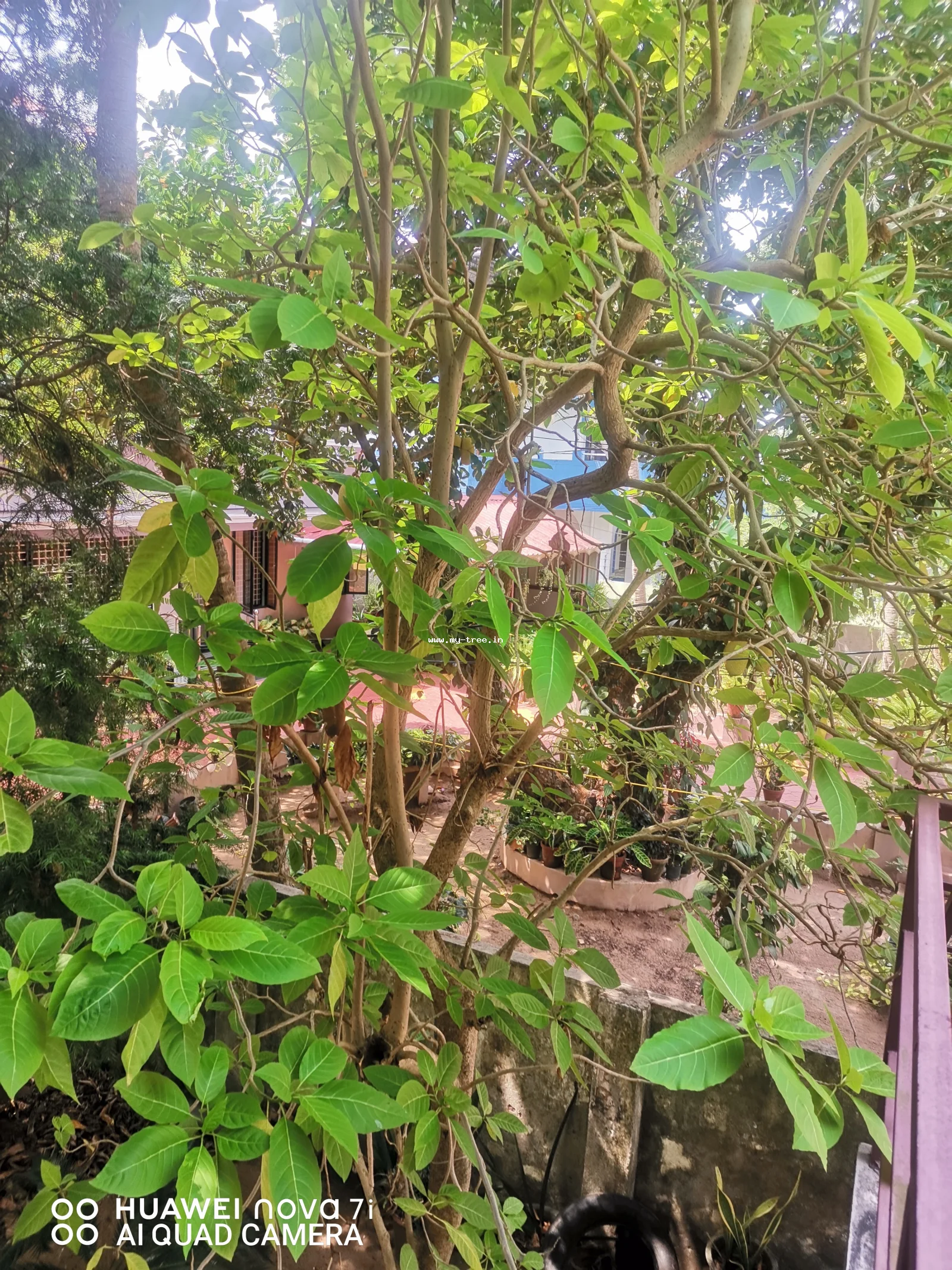 Lettuce Tree