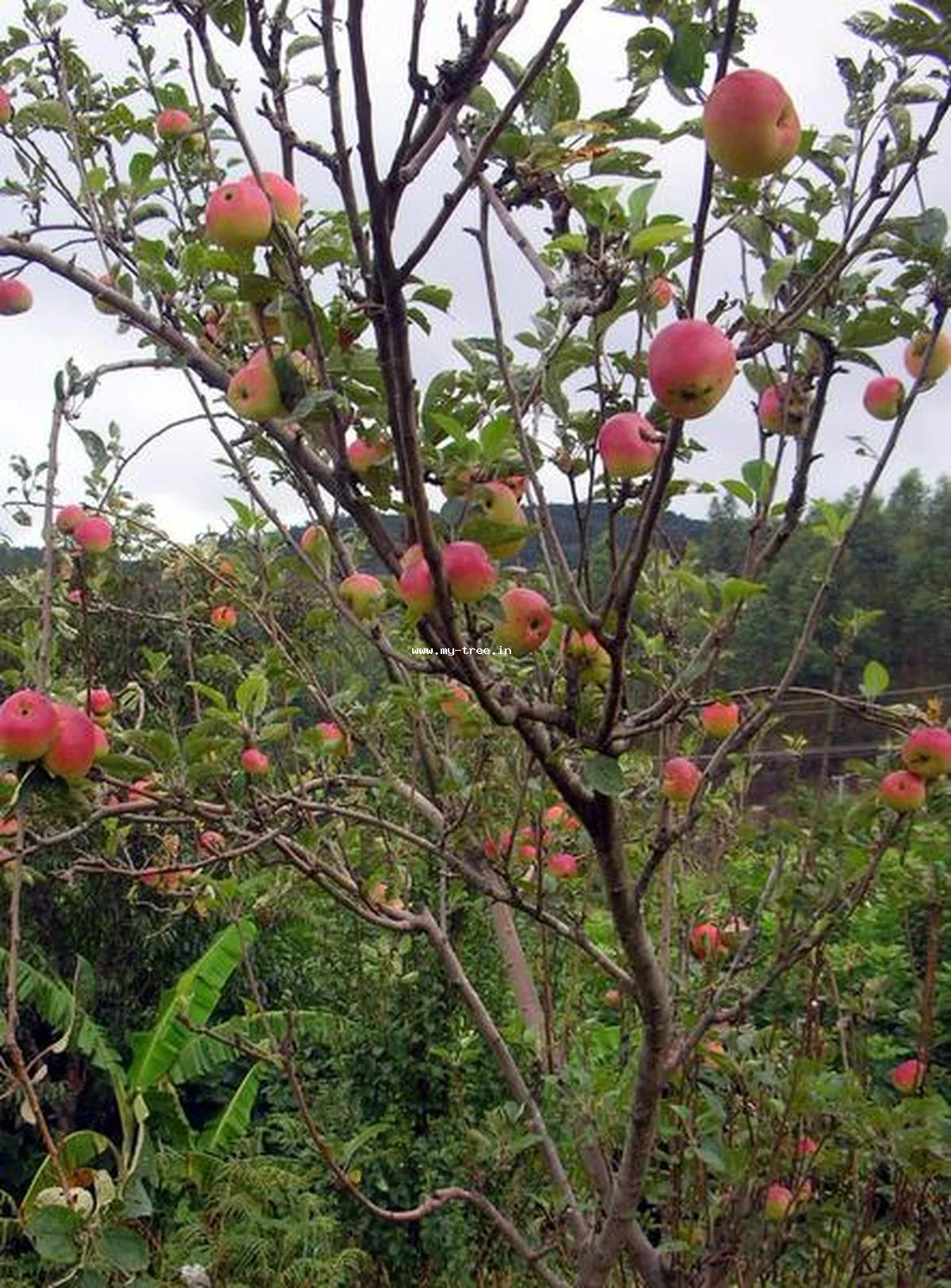 apple