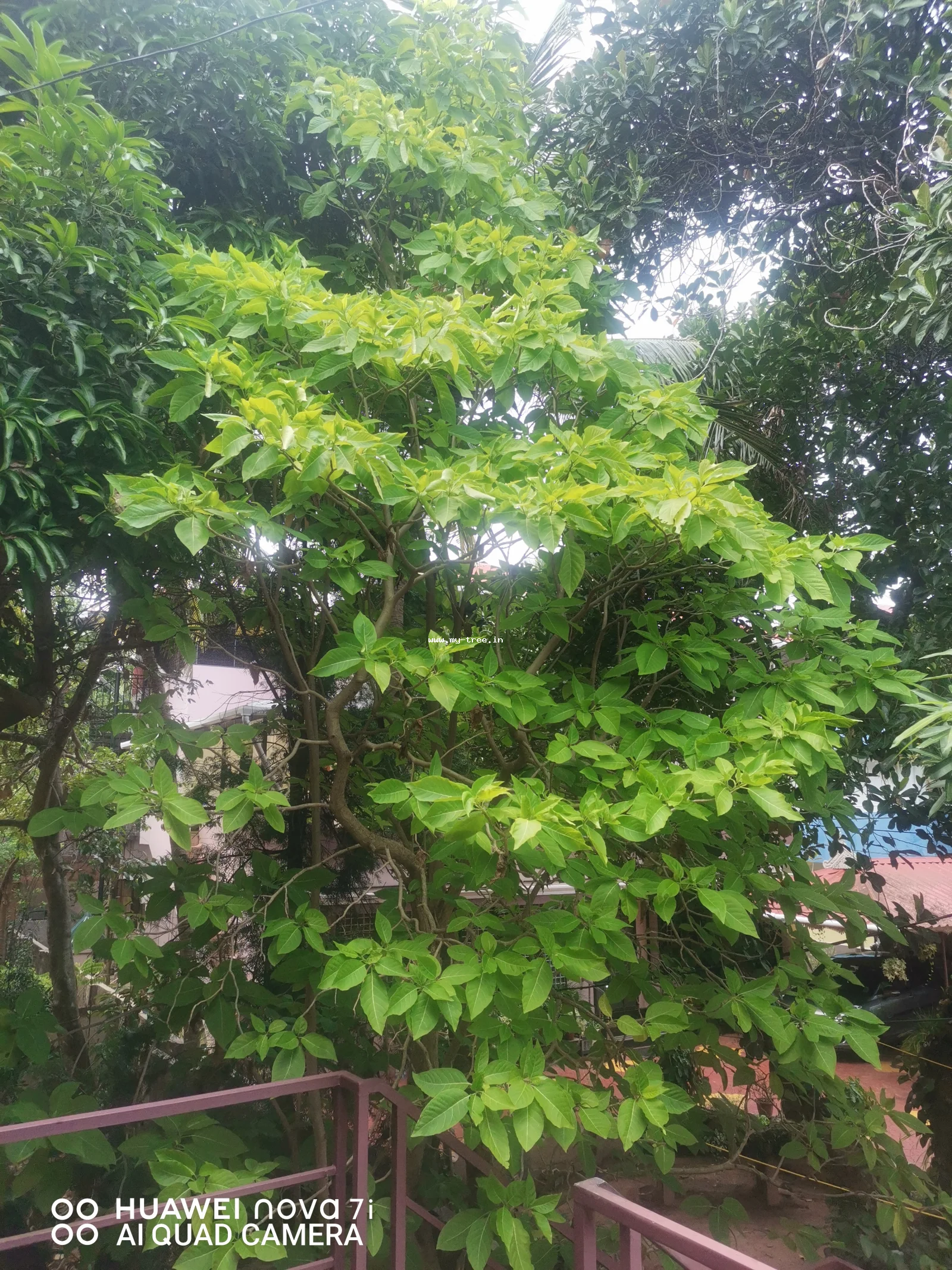 Bird-catcher tree, Grand devil's-claws