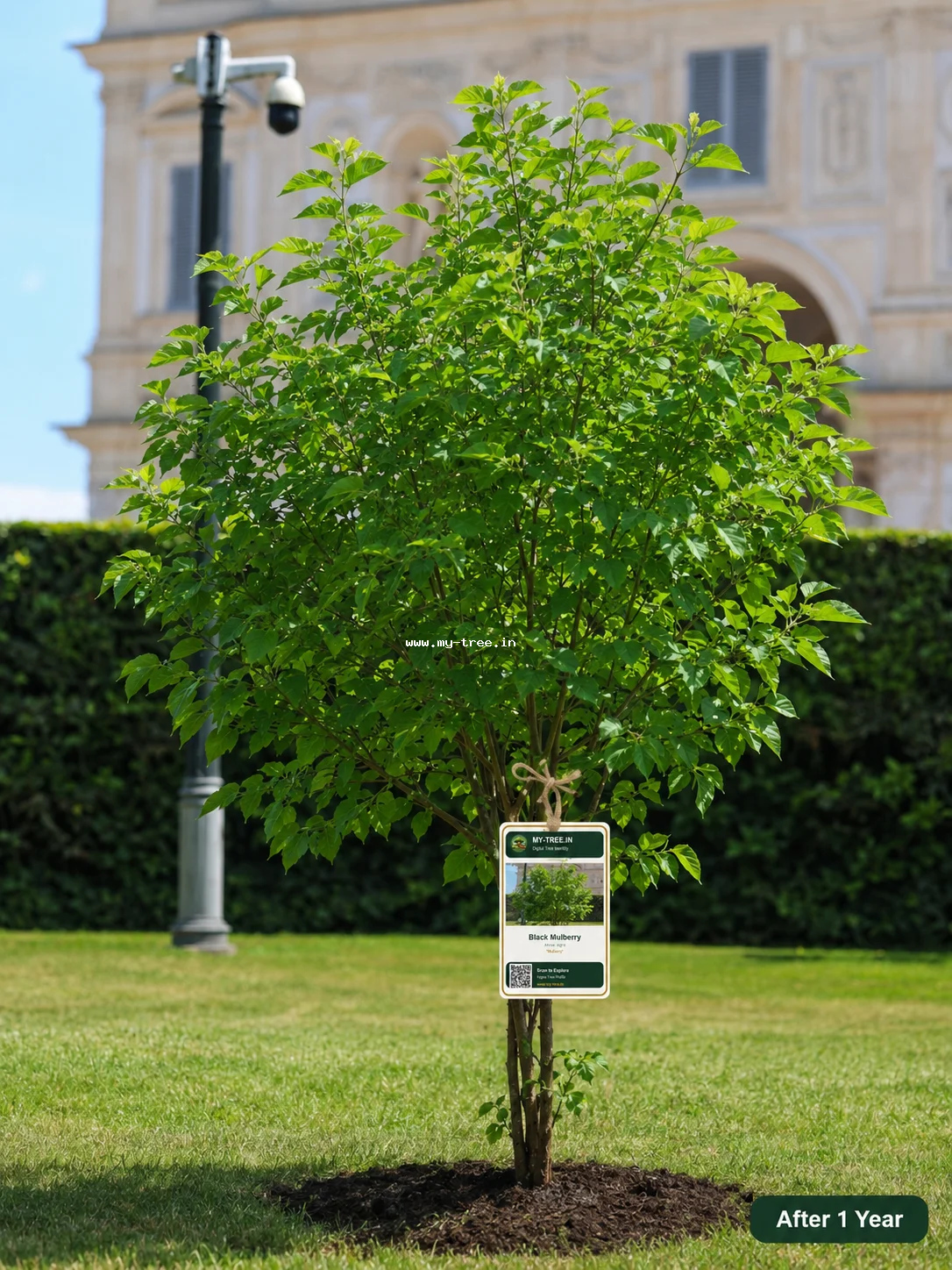 Mulberry