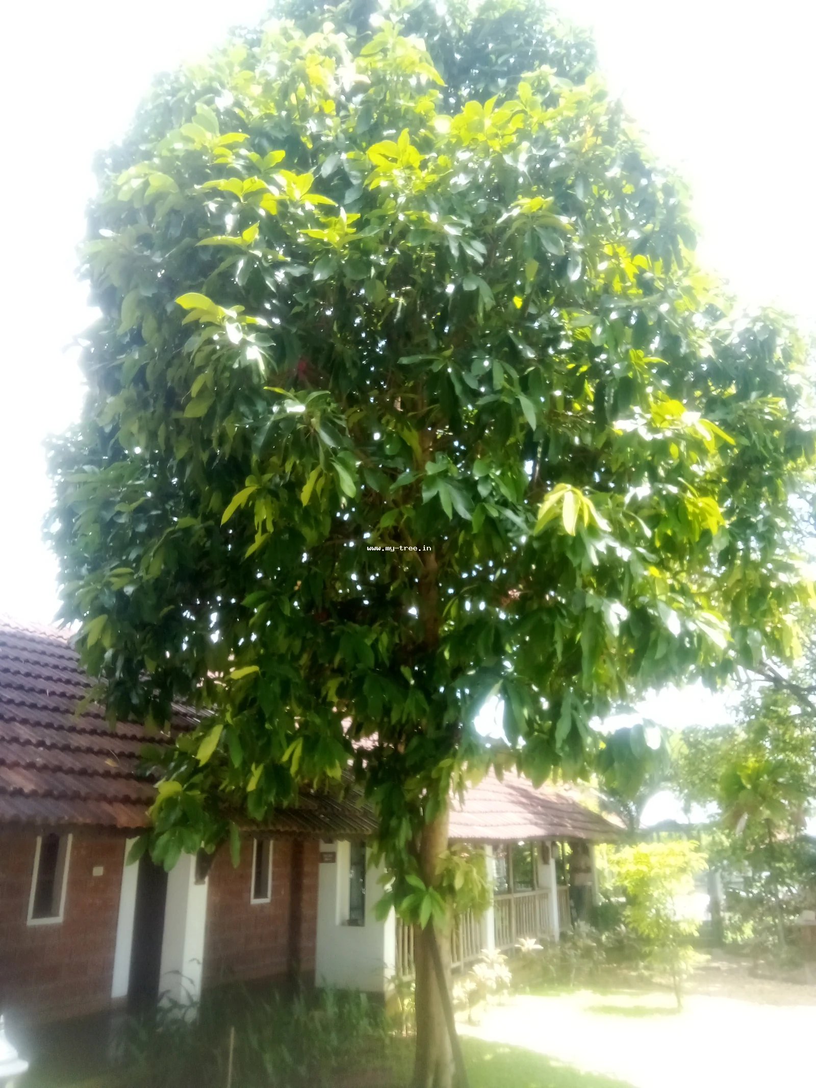 Malay Apple