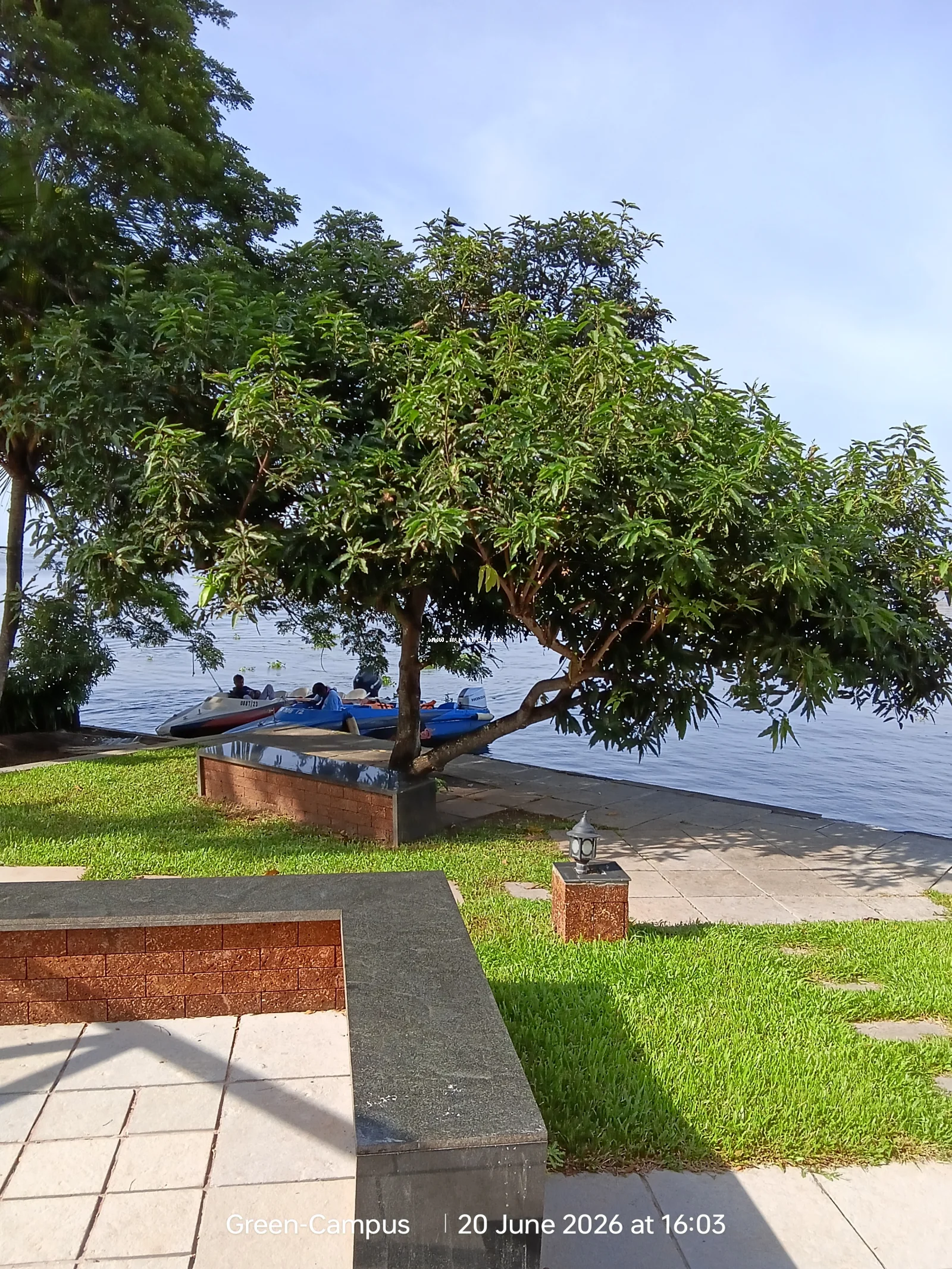 Mango Tree