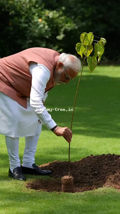 Peepal Tree