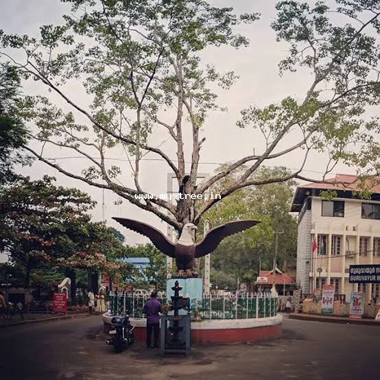 Sacred Fig