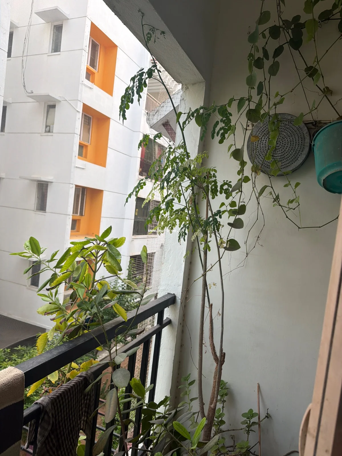 Drumstick Tree
