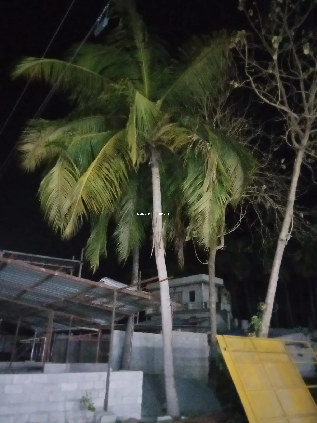 Coconut Palm