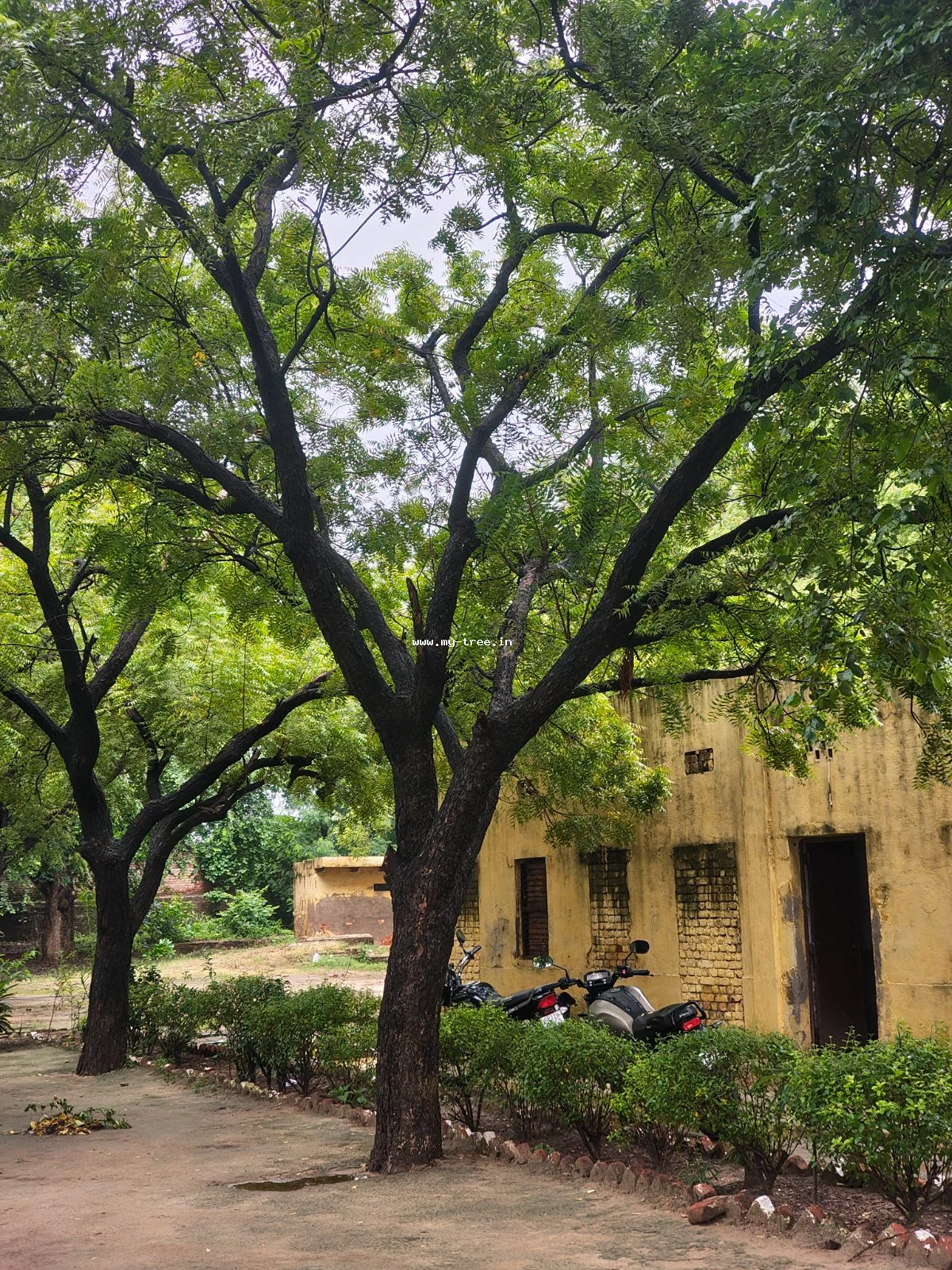 Neem