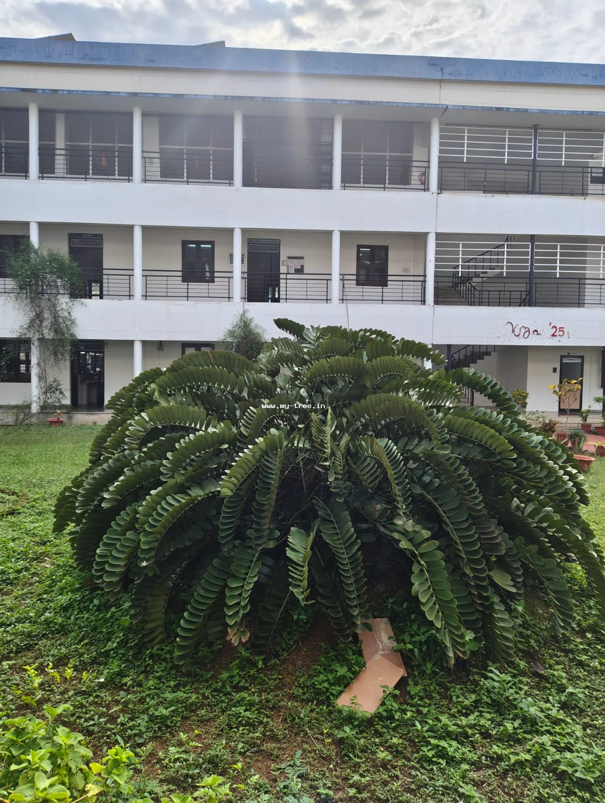 Cardboard Palm