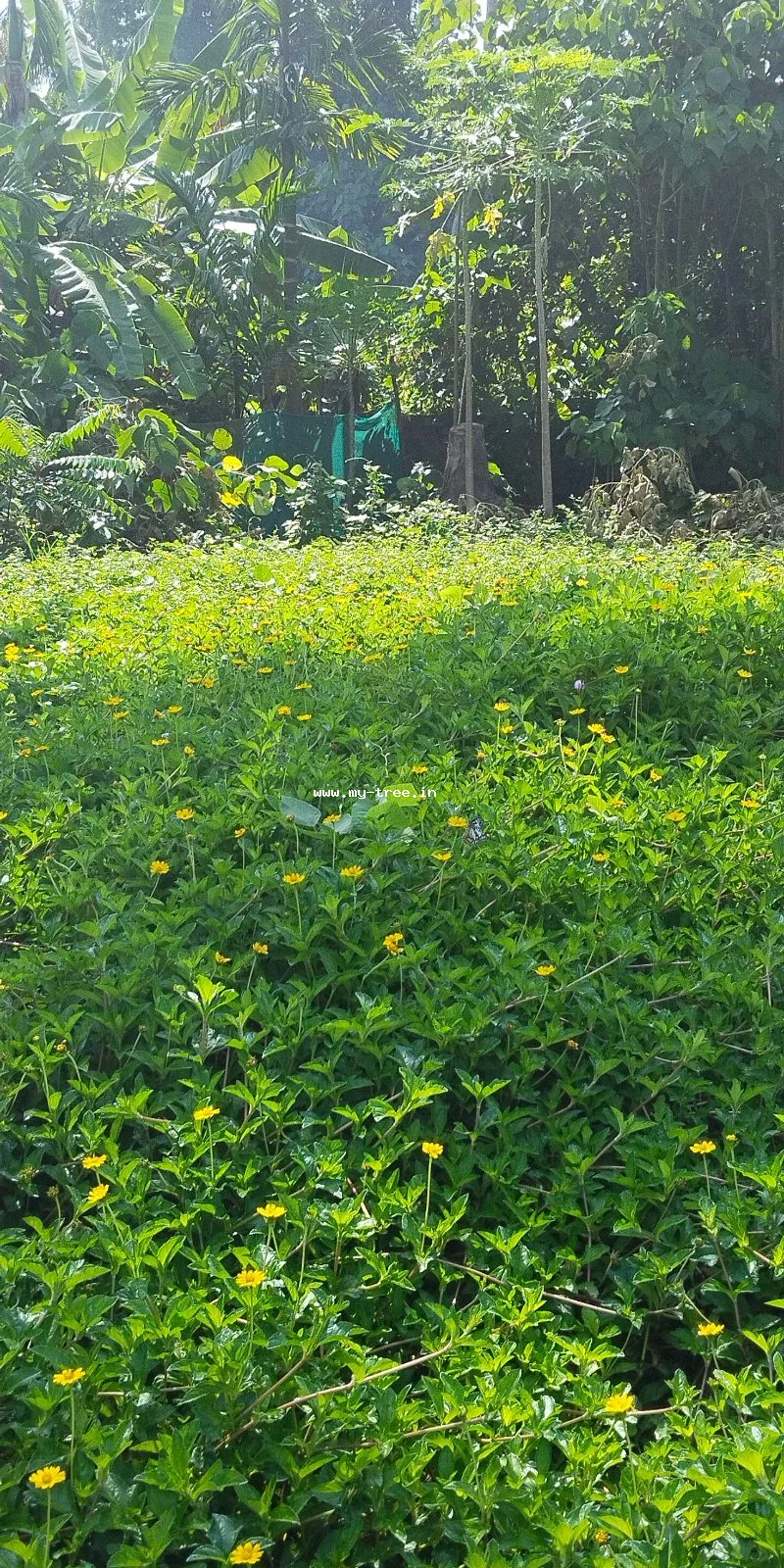 Singapore Daisy