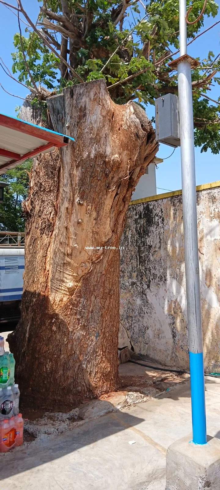 Peepal Tree