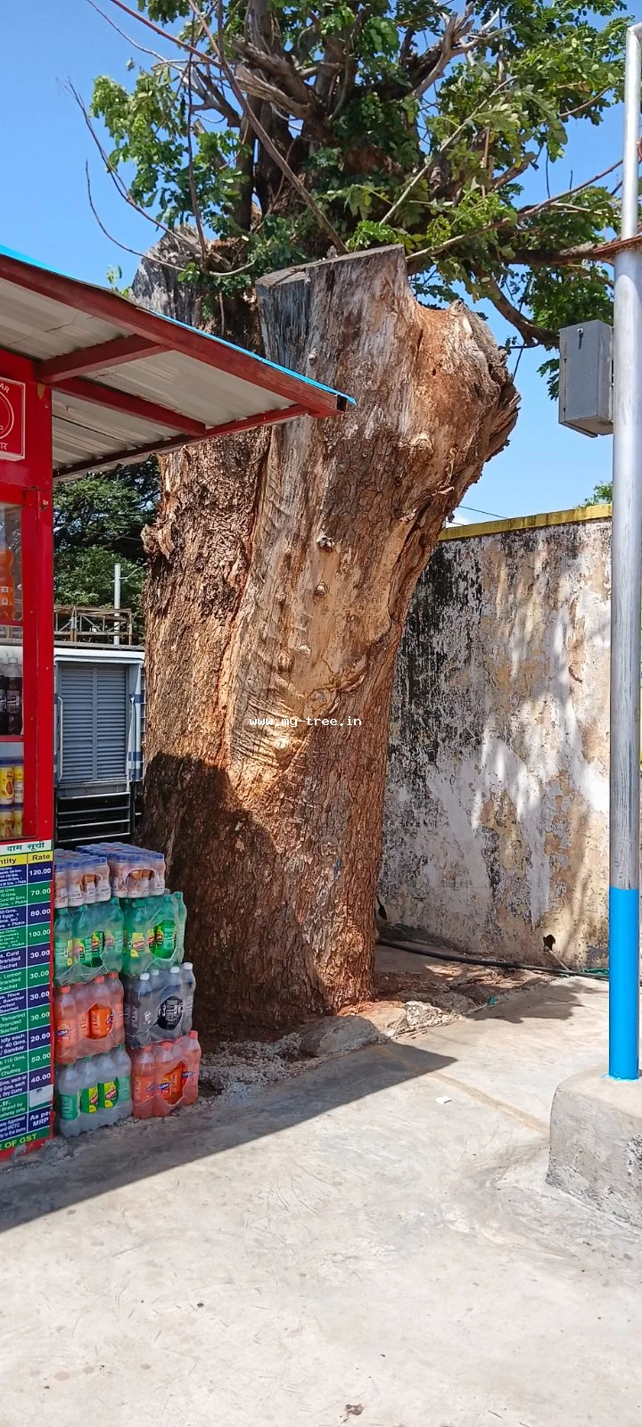 Peepal Tree
