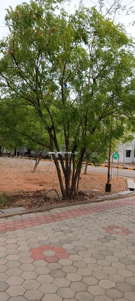 Neem
