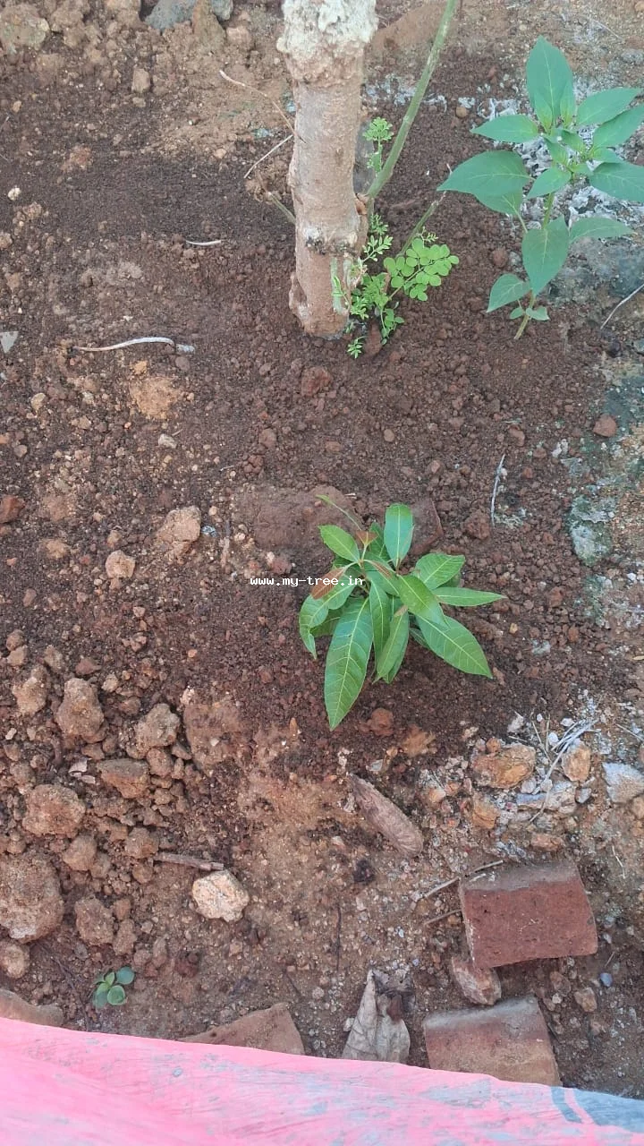 MANGO TREE