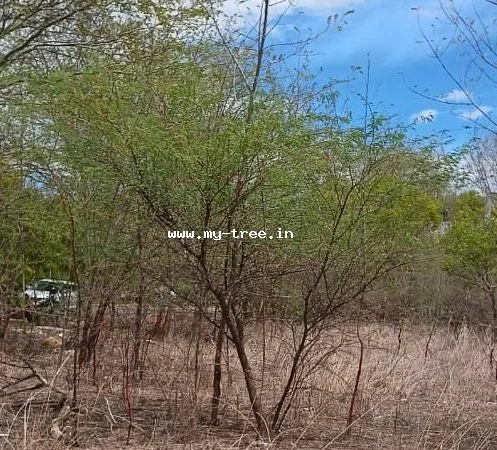 Prosopis juliflora