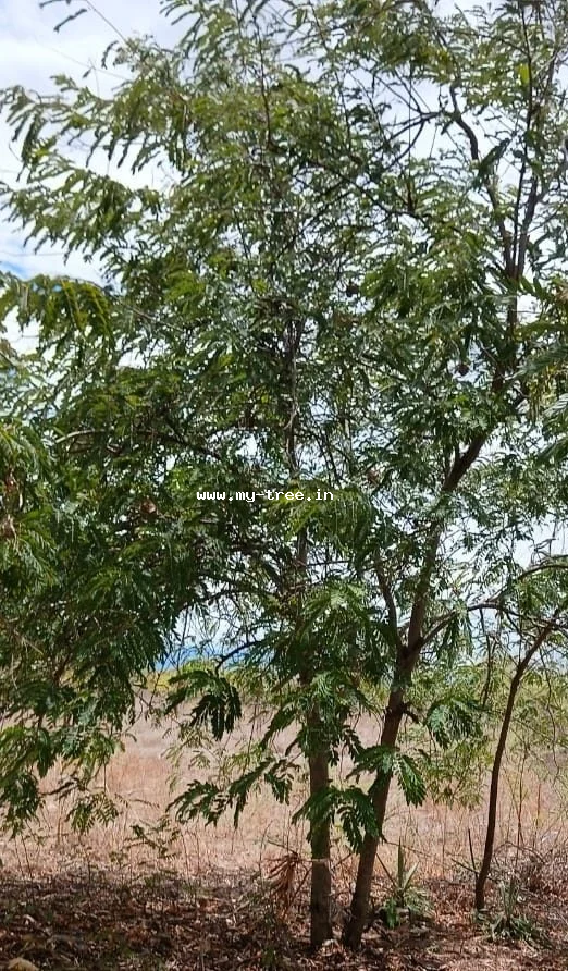Tamarind