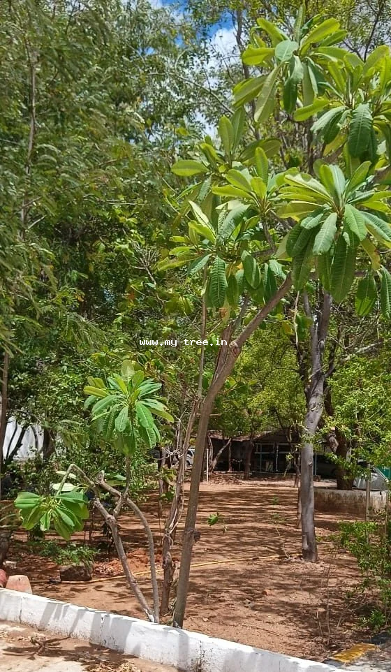 Temple Tree