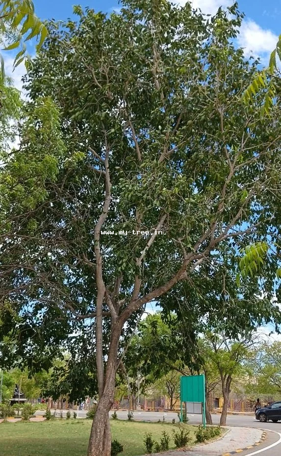 Neem