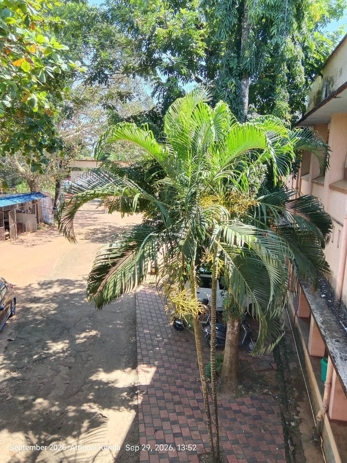 Areca Palm