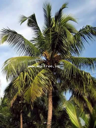 Coconut Palm