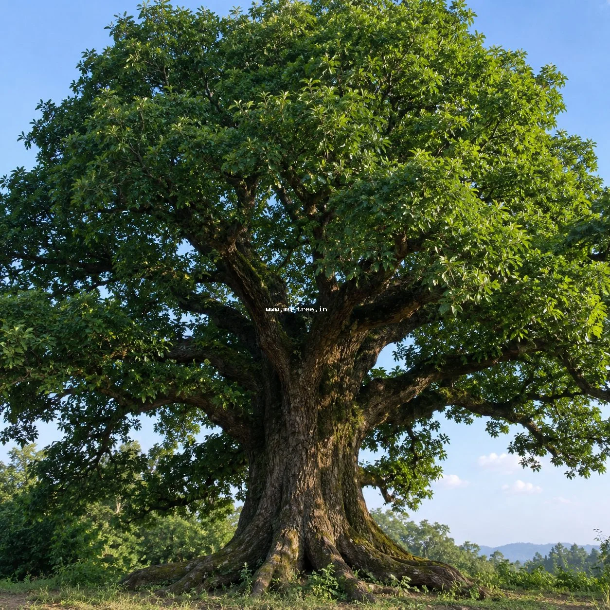 English Oak