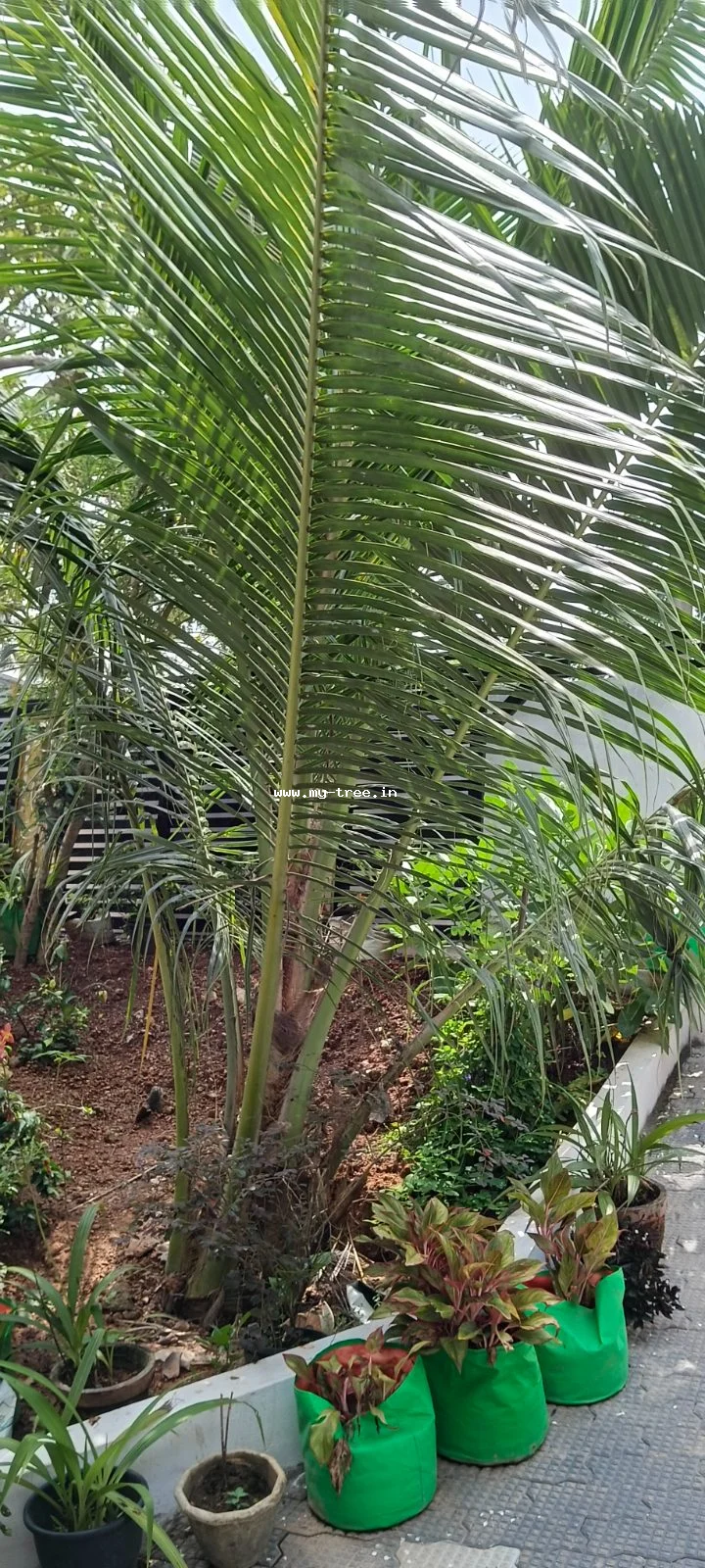 Coconut Palm