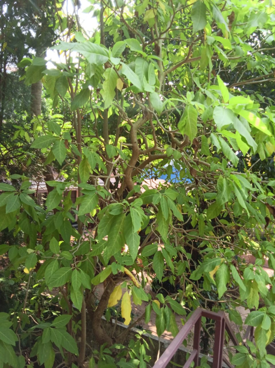 Allspice, Sarvasugandhi