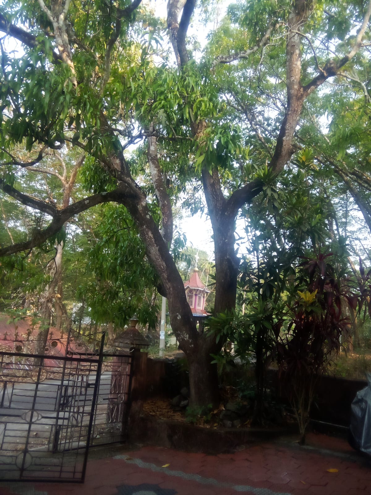 Mango tree