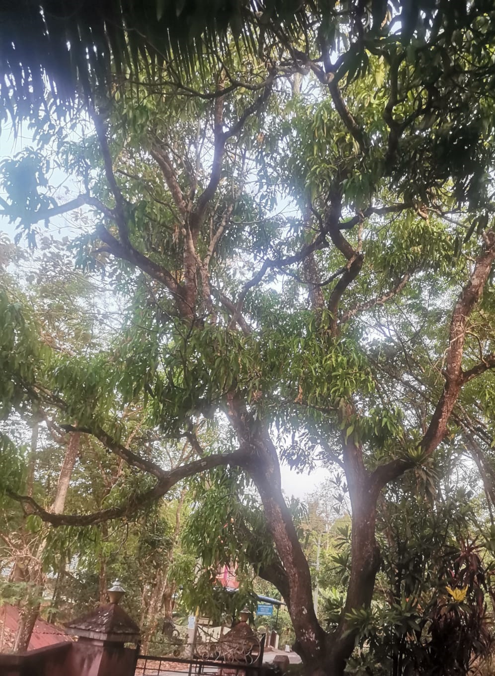 Mango Tree