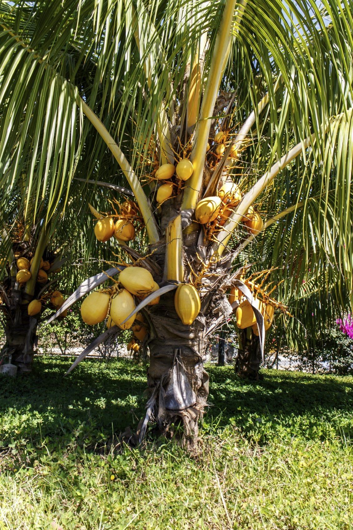 coconut