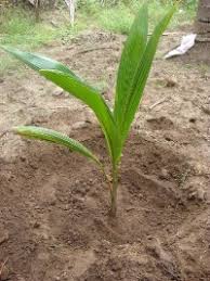 Coconut