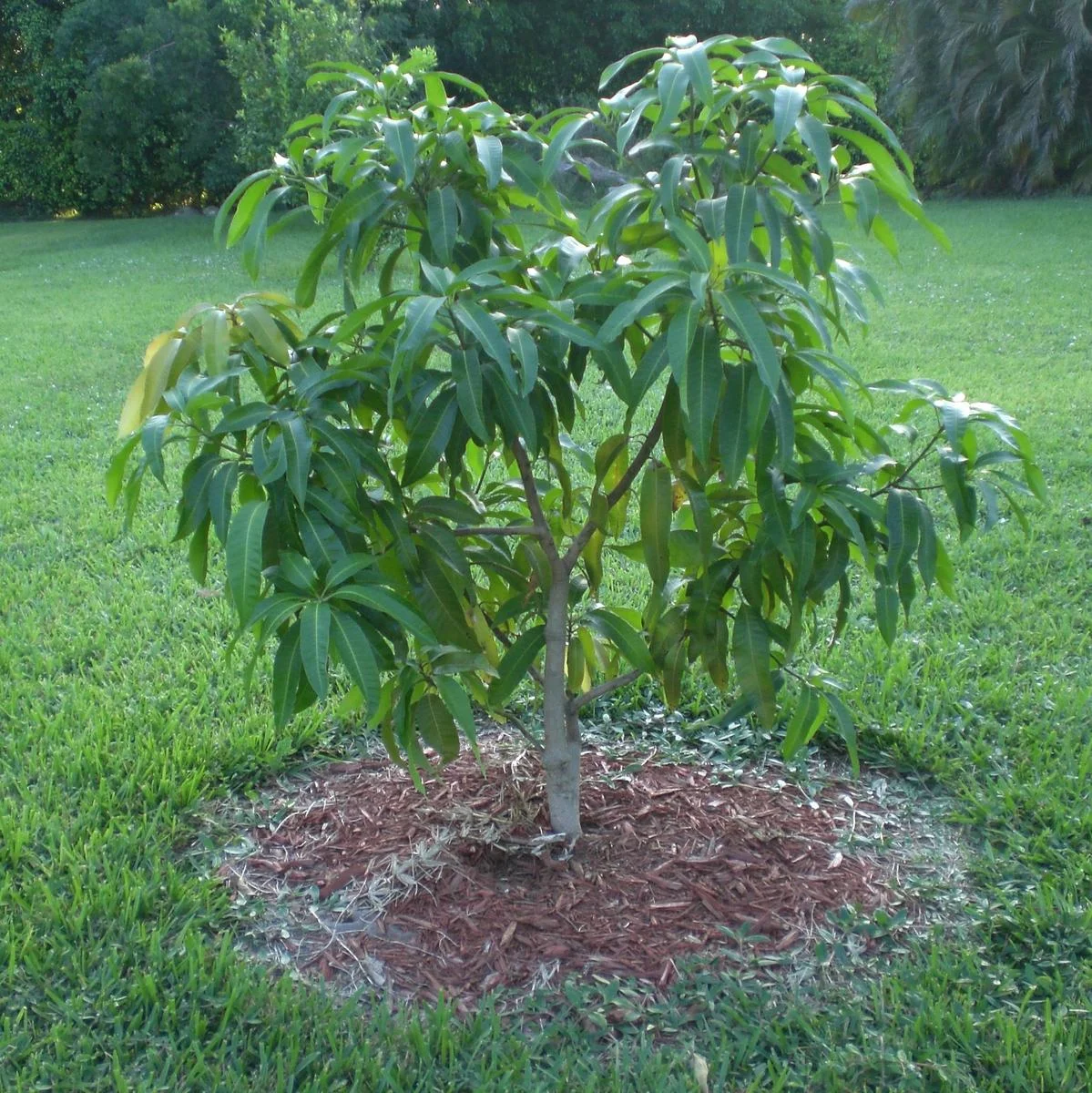 Mango Tree