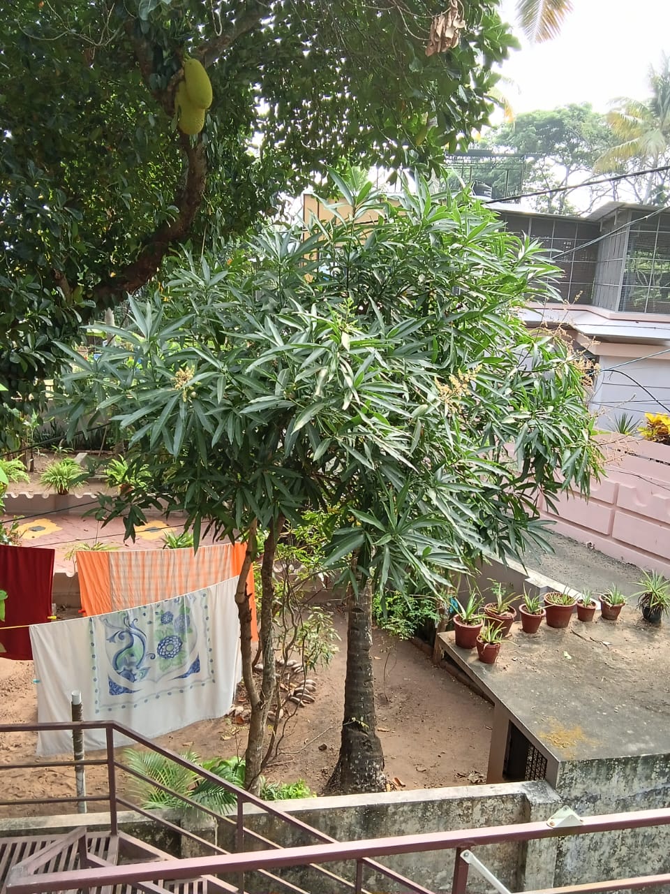 Mango Tree