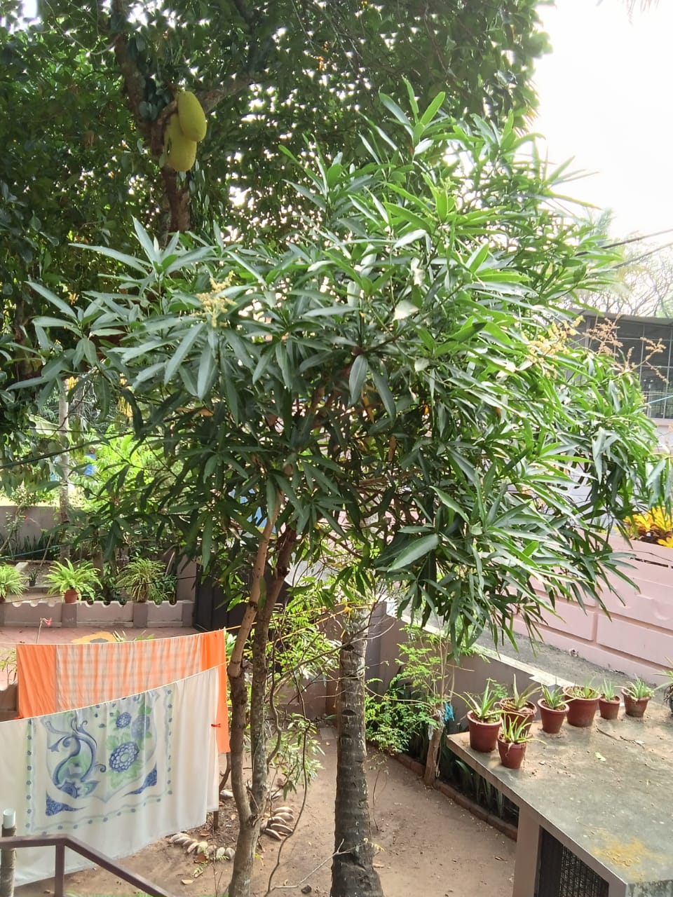 Mango tree