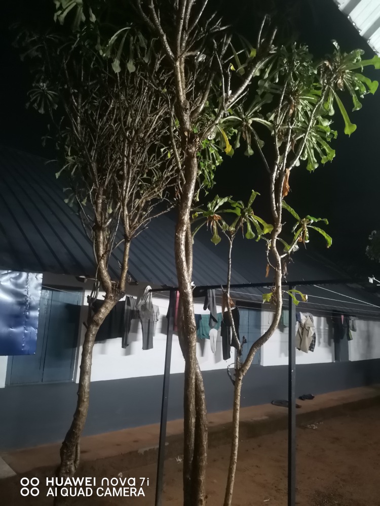 Frangipani, Temple Tree,