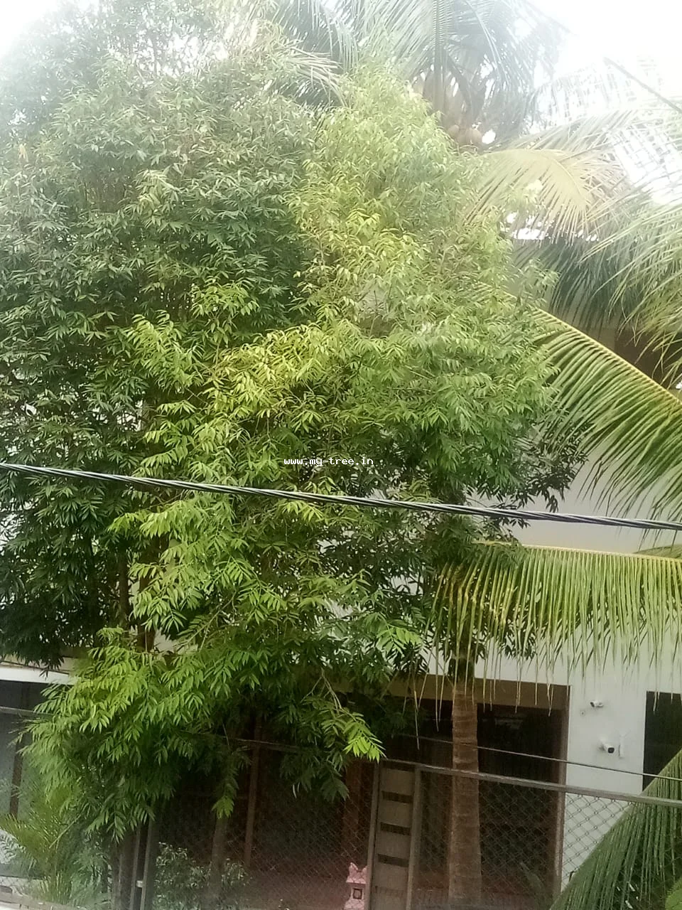 neem