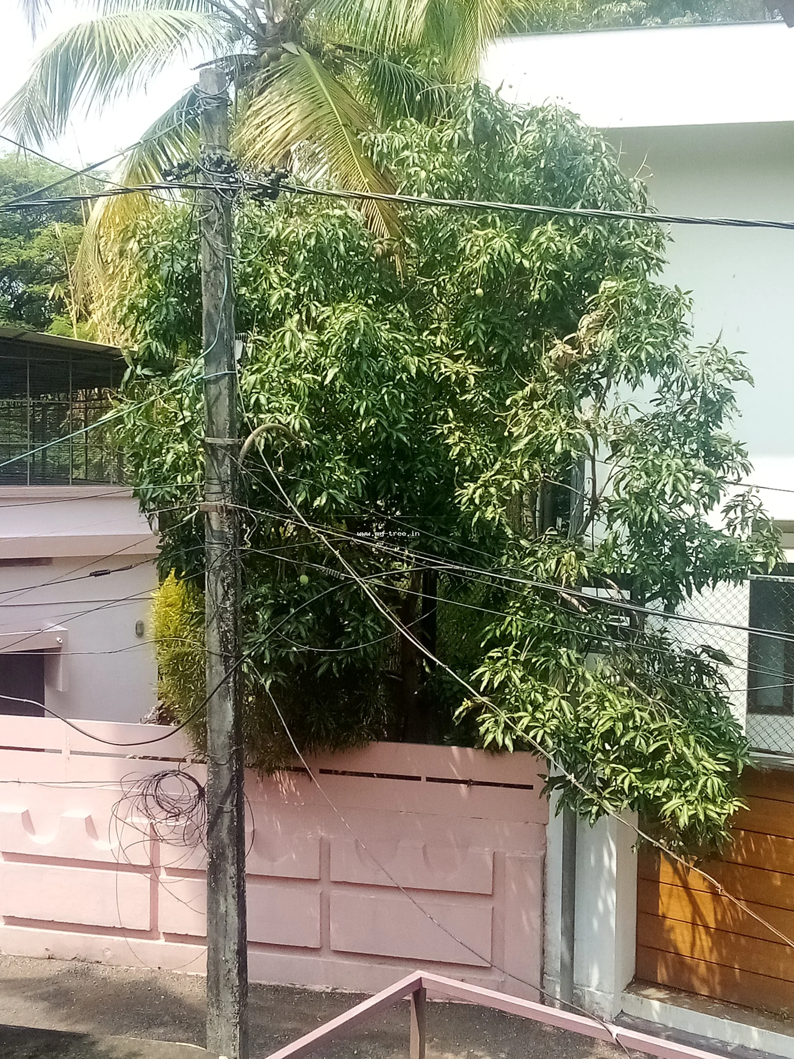 mango tree