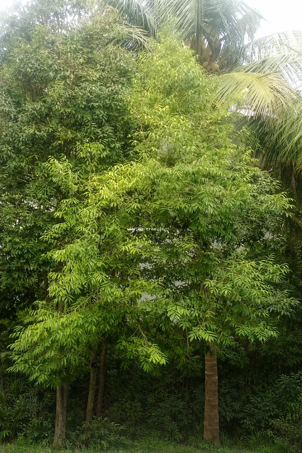 Neem