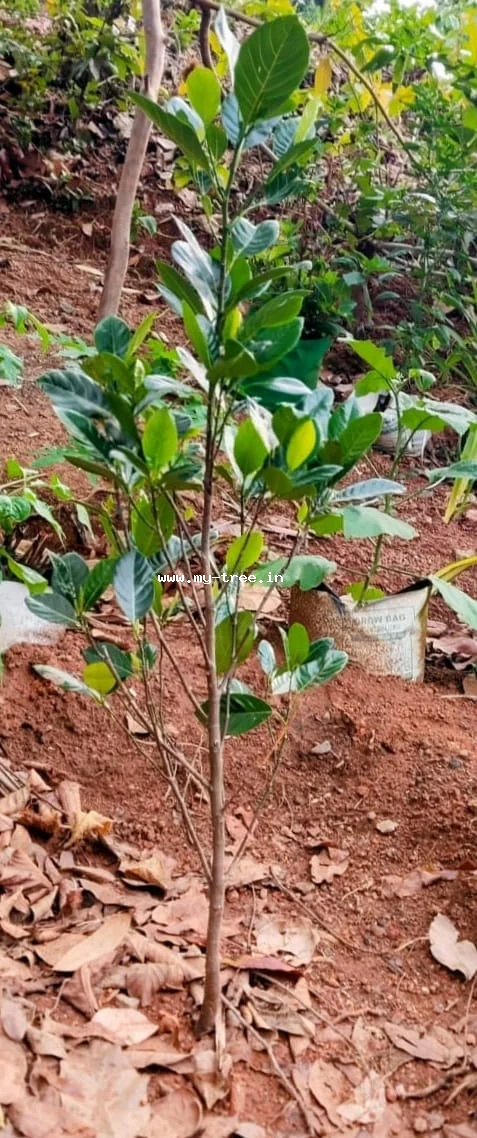 Jackfruit Tree