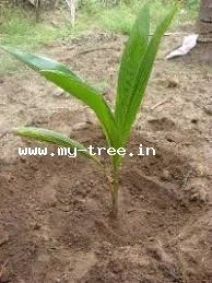 Coconut Palm