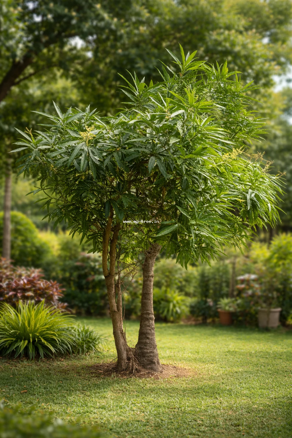 Oleander