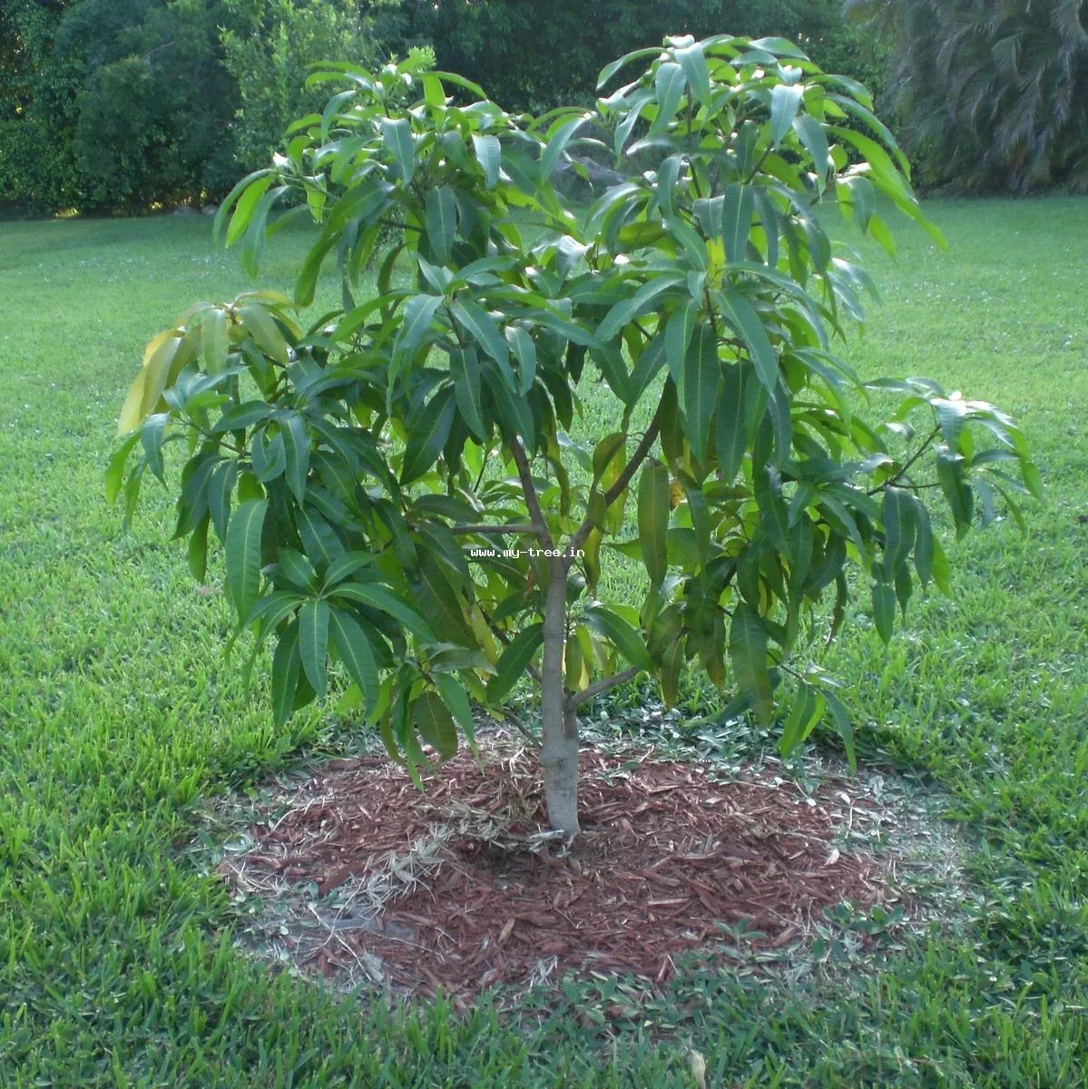 Mango Tree