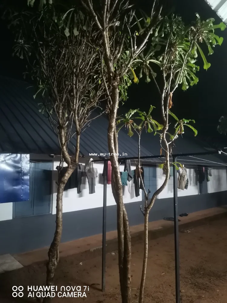 Frangipani (Temple Tree)